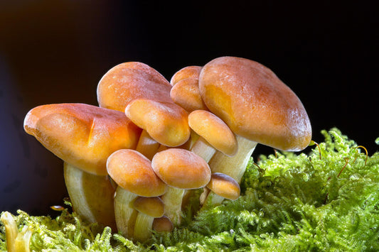 Not the shrooms from the 1960's!